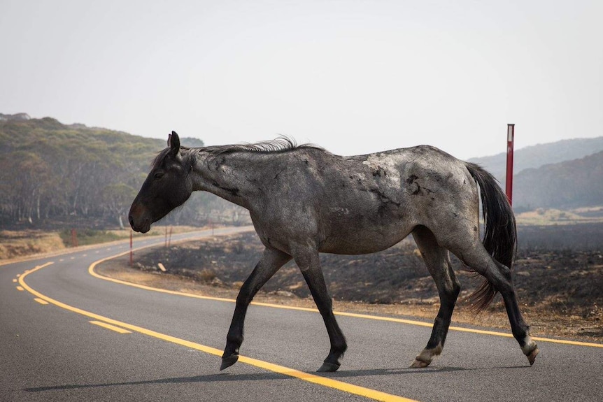 A horse trots across a road, with burnt land visible in the background behind it.