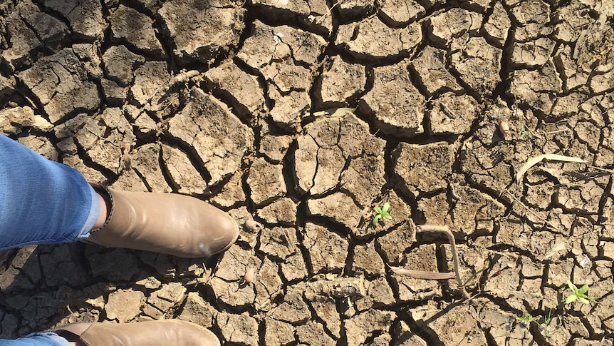 The cracked earth of a drought-affected area in Queensland.
