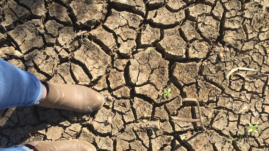 The cracked earth of a drought-affected area in Queensland