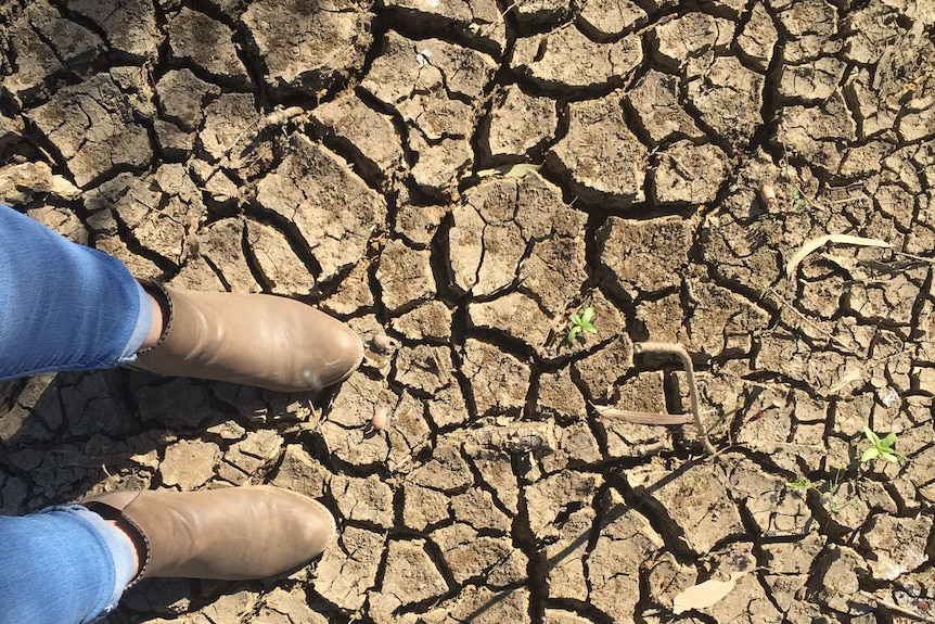 The cracked earth of a drought-affected area in Queensland.