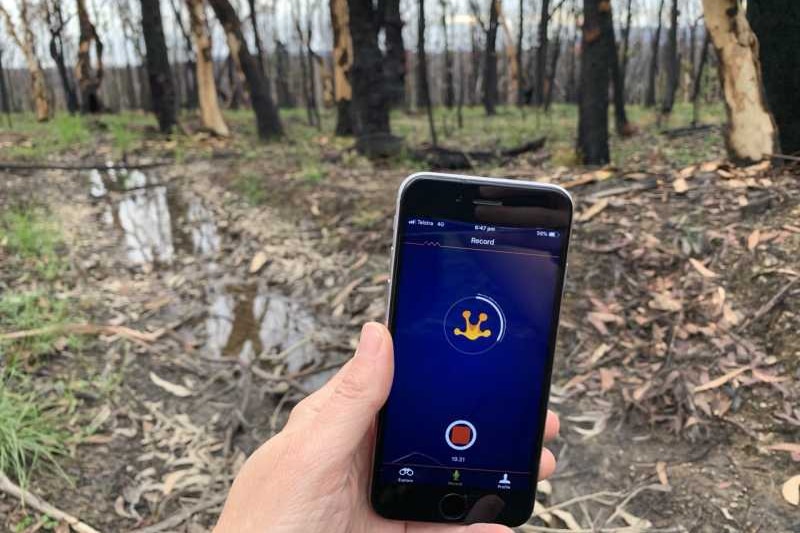 Hand holding cell phone in front of burnt trees and a puddle of water.