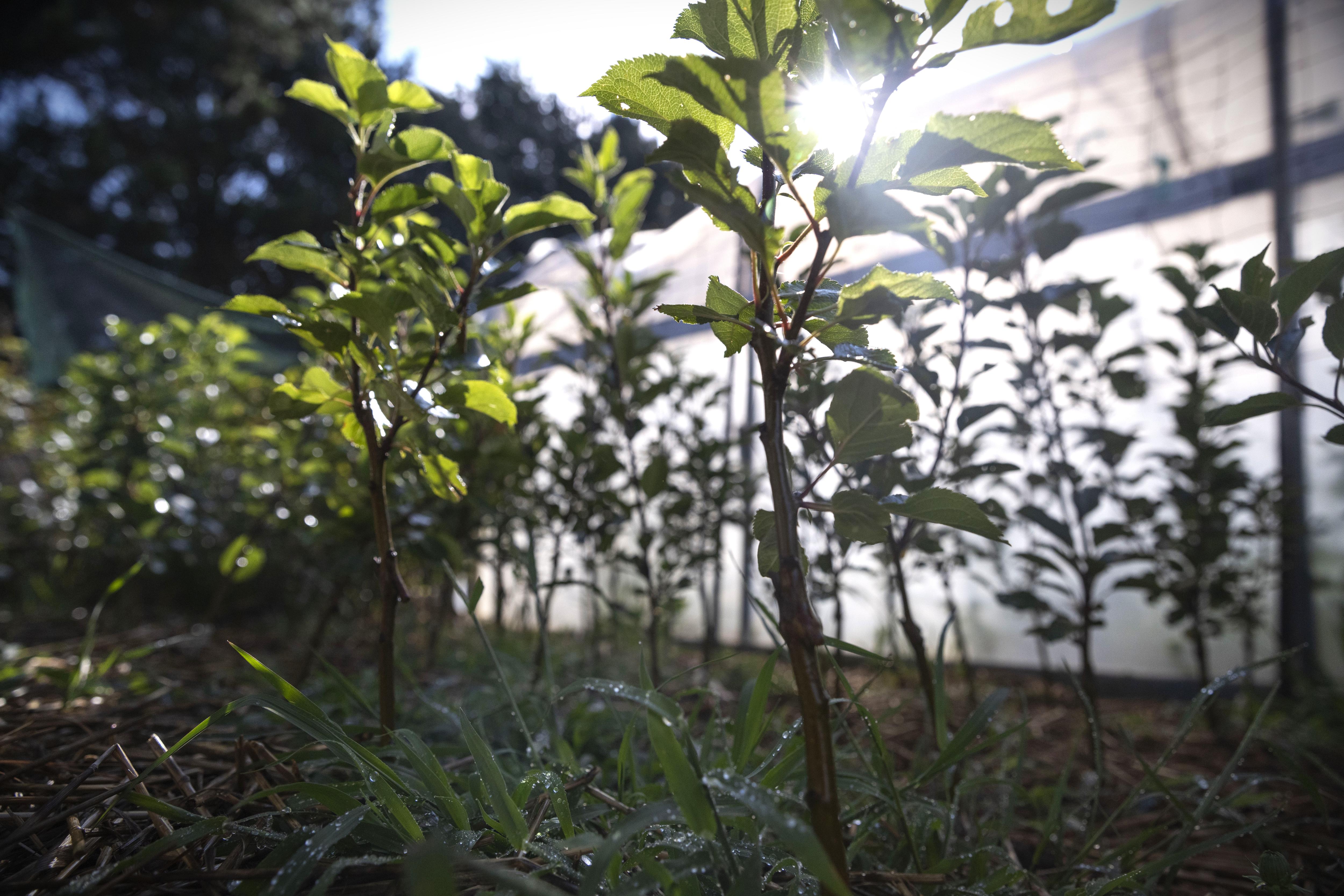 Pequeño árbol con la luz del sol brillando