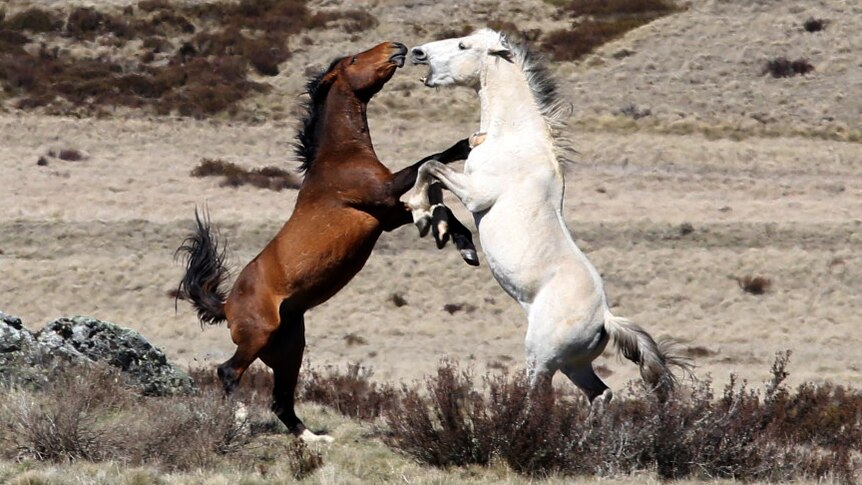 Two brumby stallions fight in the Kosciuszko National Park.
