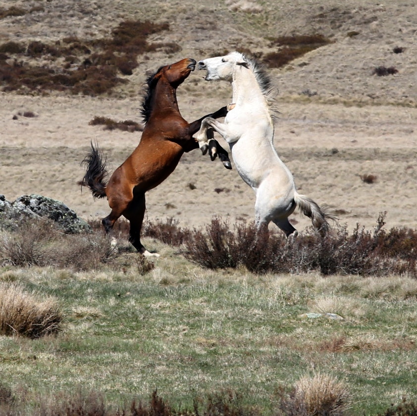 Two brumby stallions fight in the Kosciuszko National Park.