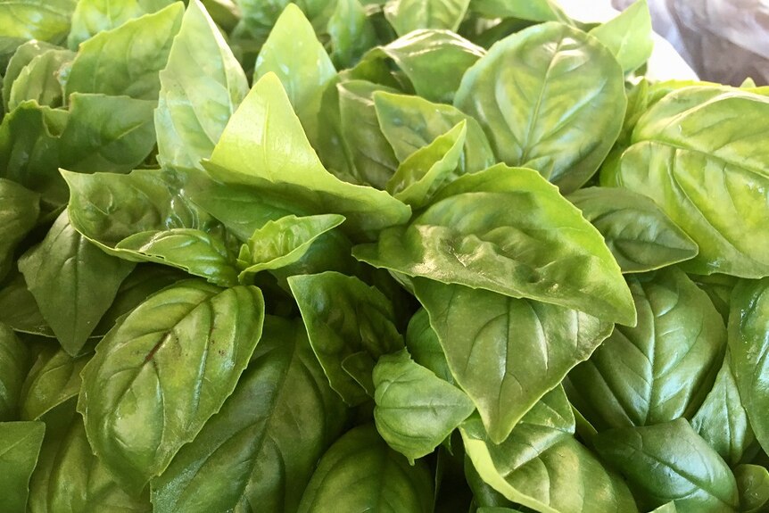 A close up of green spinach in a box.