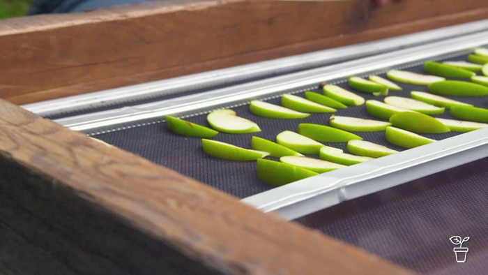 Apple slices placed on a screen inside a timber-framed box