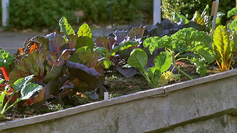 Raised garden bed filled with leafy vegetables