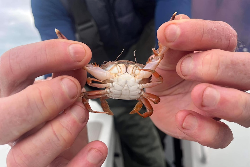Looking up at a crab being held in someone's fingertips