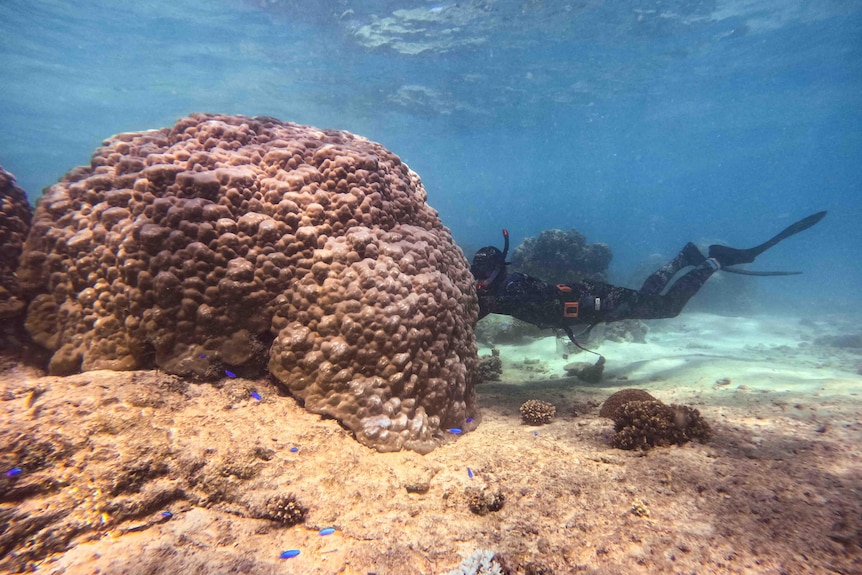 An underwater wide angle shot shows a large porties boulder on the left and a diver behind it taking a sample in shallow water