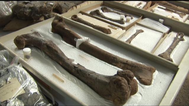 Dinosaur bones as stored in foam and boxes for storage or display in a museum
