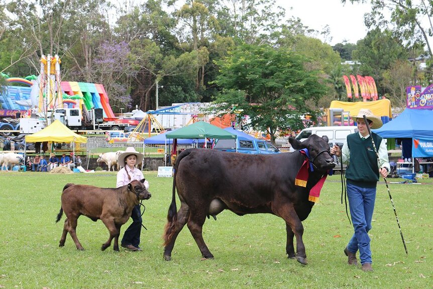 A dark brown cow and calf being led at the Bangalow Show.