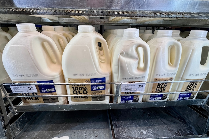 Những chai sữa trong tủ lạnh.