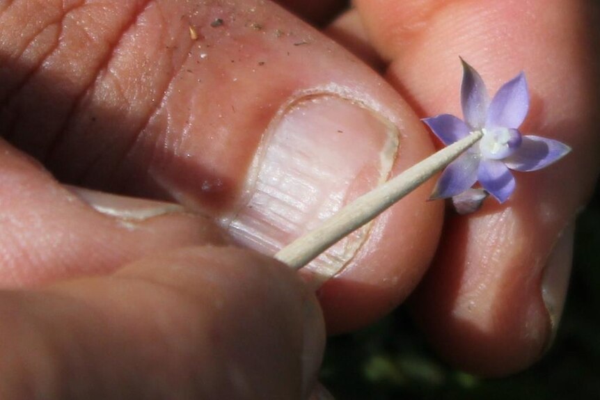 The tiny flower of a blue top sun orchid