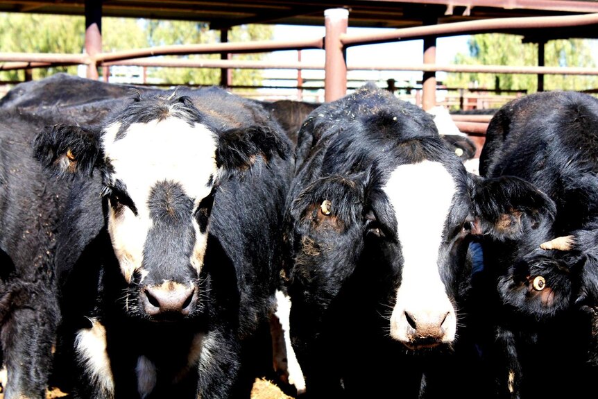 A pen of steers from Lucy Creek Station set a record price at the Alice Springs cattle sale