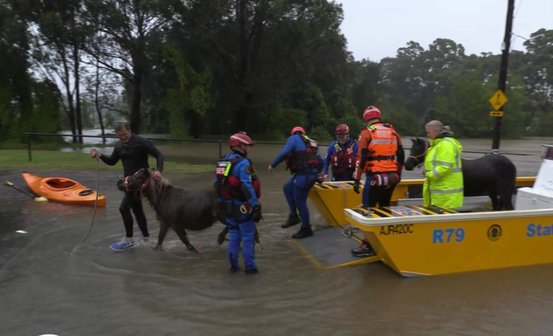 Horses are led off a boat in floodwaters