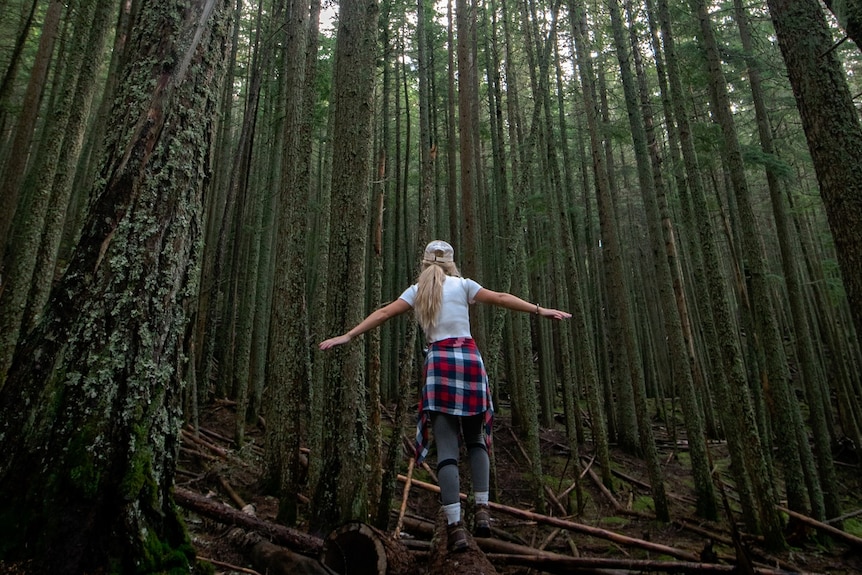 A woman walks through a forest of tall trees