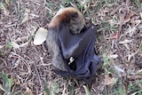 A dead bat lays on the ground, lying on its side.