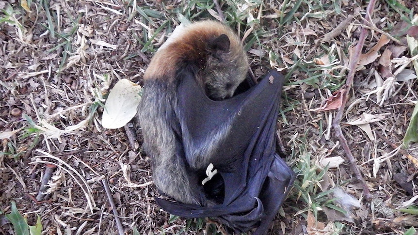 A dead bat lays on the ground, lying on its side.