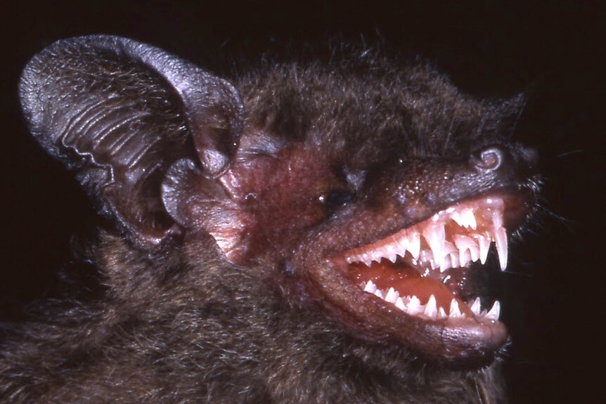 Long-fanged bat