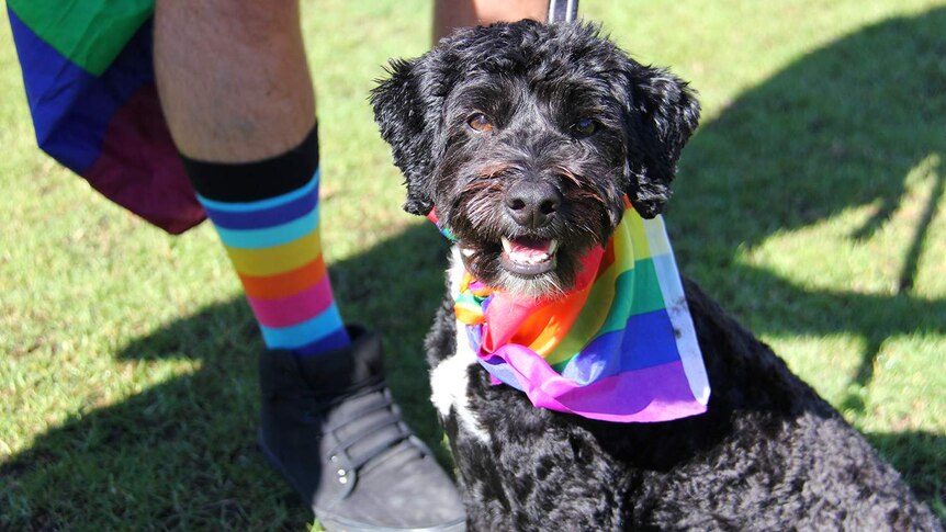 A wog wearing a rainbow flag.