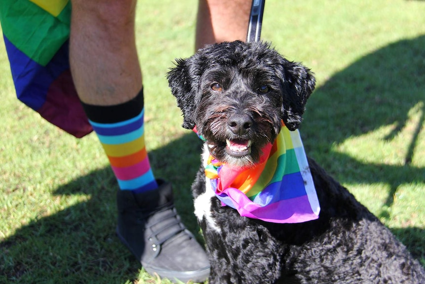 A wog wearing a rainbow flag.