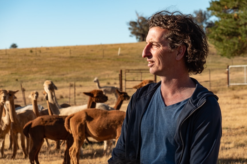 Man with long hair looking away from camera with alpacas in background.