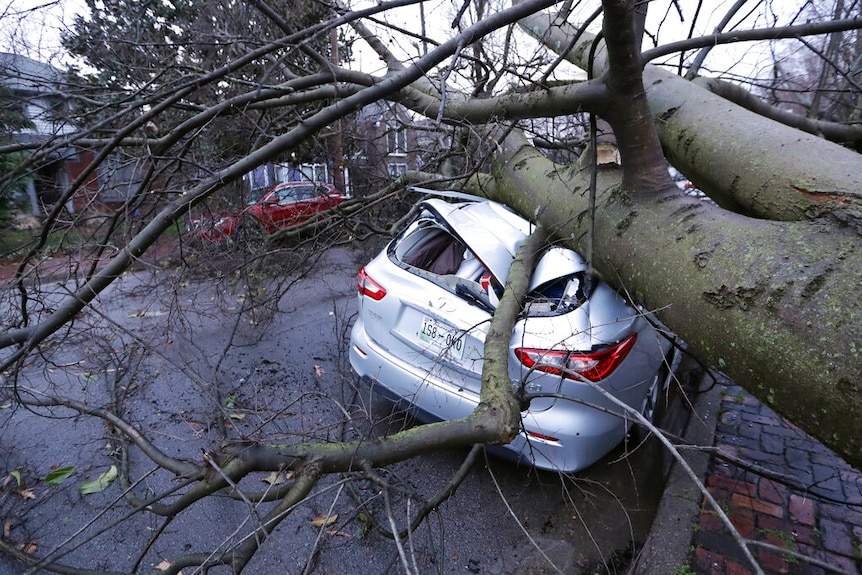 A tree is pictured crushing a silver car in the middle of the road.