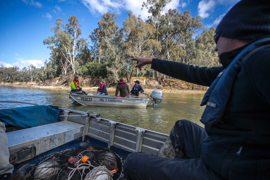 Two mental boats with fishermen and scientists on board head down the Murray River.