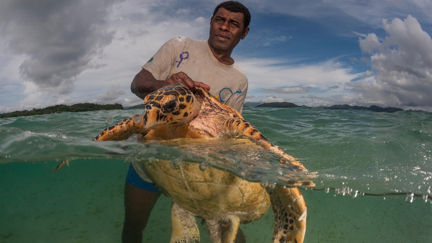 Emosi Time holds a large green male turtle with his hands and the turtles head poking out of the clear water.  