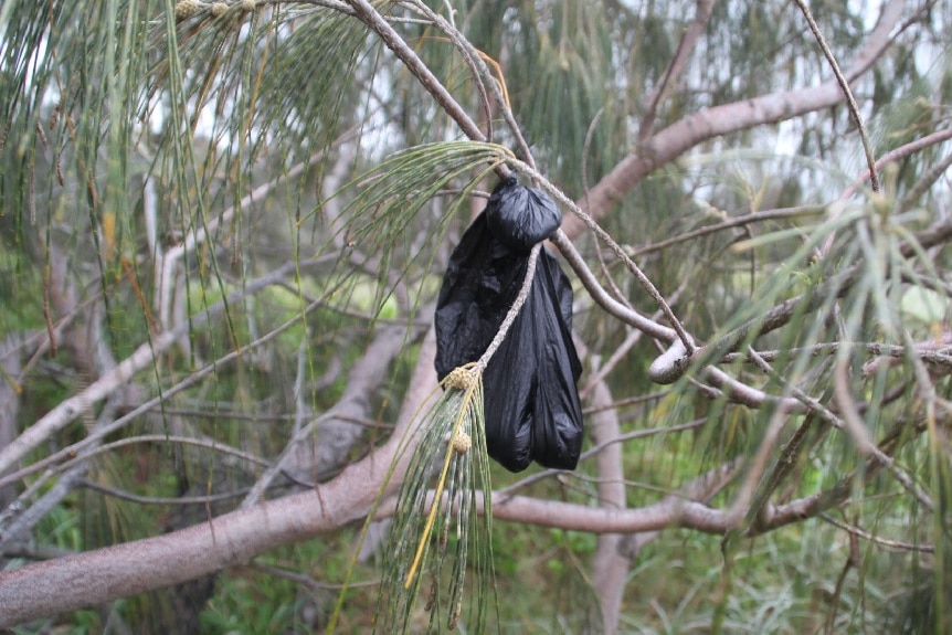a bag of dog poo hanging in a tree
