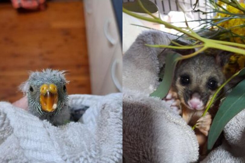 bird and possum, both wrapped in towels