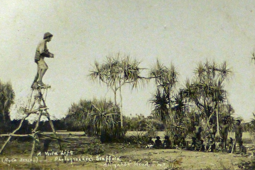 A man perched on top of a makeshift tree scaffold.