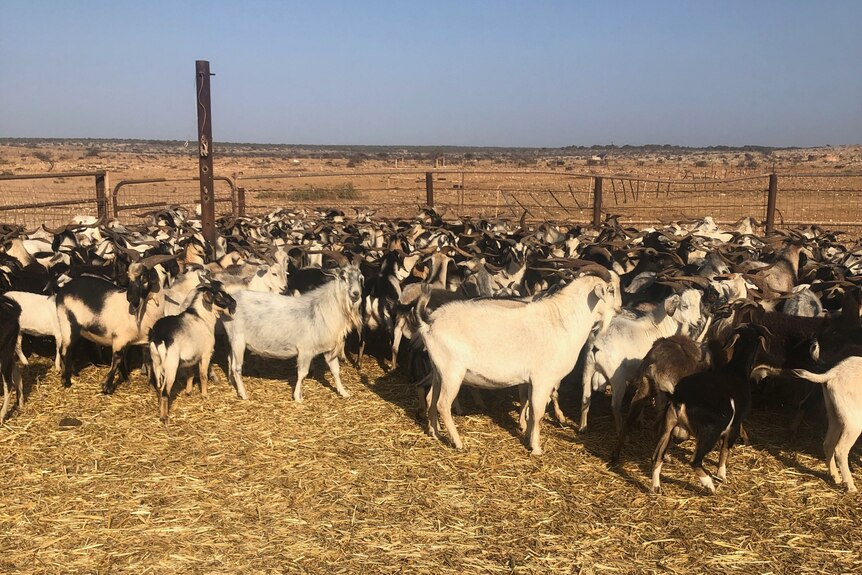 A herd of goats in a pen with dry brown land in the background