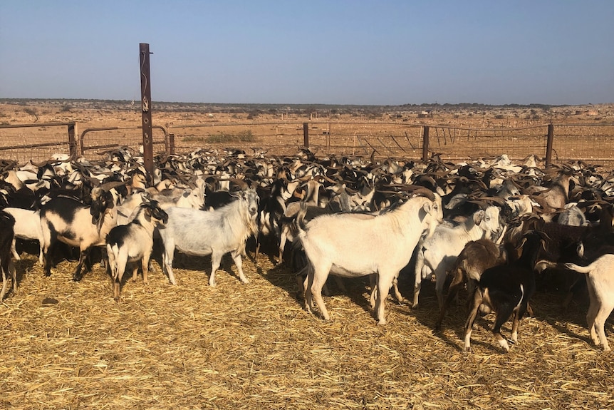 A herd of goats in a pen with dry brown land in the background
