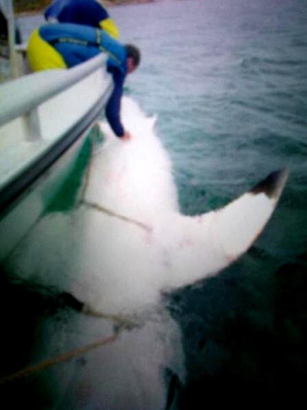 Biggest great white shark tagged by Fisheries at Albany on WA's south coast