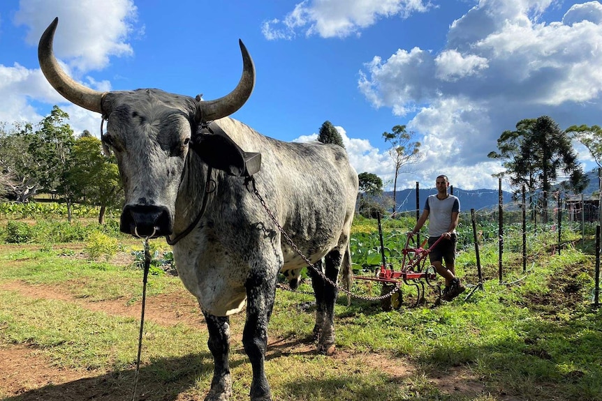 Worker with huge bullock chained to metal plough clearing weeds from vegetable garden at Hare Krishna farm near Murwillumbah