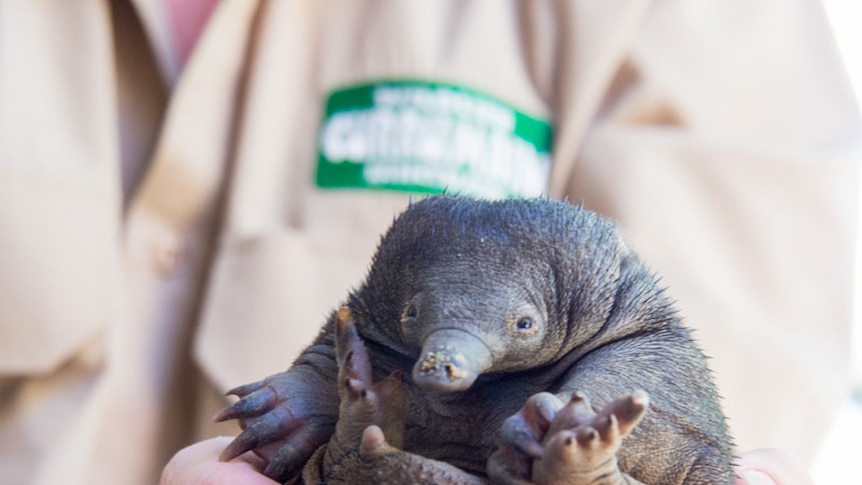 A three-month-old puggle born recently at the research centre.