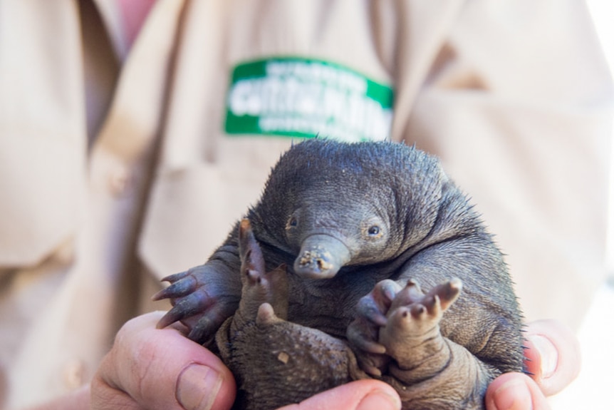 A three month old puggle born recently at the research centre.