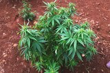 Cannabis growing in a trial plot on the Sunshine Coast