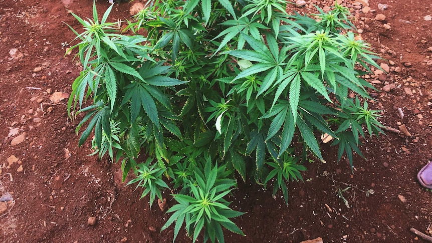 Cannabis growing in a trial plot on the Sunshine Coast