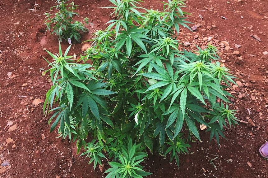 A close-up of a cannabis crop growing in a field.