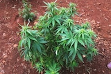 Cannabis growing in a trial plot on the Sunshine Coast