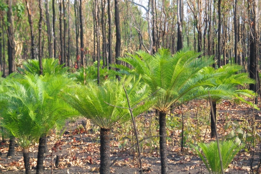 Green cycads regenerate after fire.