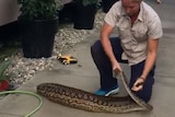 Snake catcher holding 8kg python