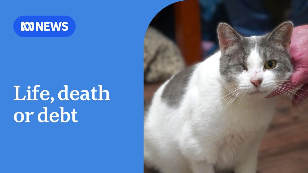 Life, death or debt. Picture of a domestic short haired cat with white fur, grey ears and one eye.  . 