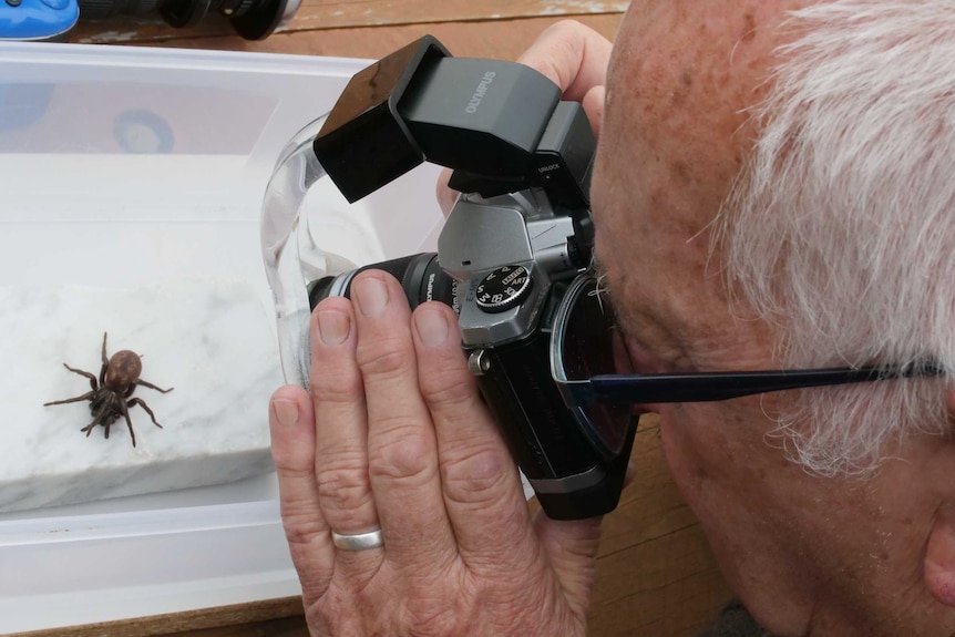 Close shot of a man with short silver hair leaning in close with his camera to photograph a large spider in a container