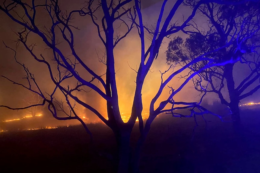 A tree in front of flames 