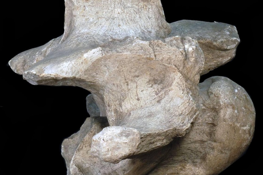 A fossil vertebrae bone from the neck of an ancient relative of the giraffe