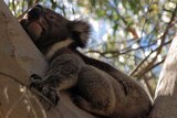 Koala in tree at Cleland Wildlife Park.