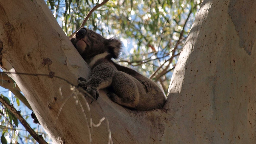 Koala in tree at Cleland Wildlife Park.